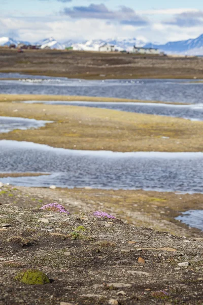 Arctic tundra in summer, Svalbard, Norway — Stock Photo, Image