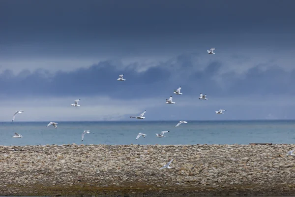 Kittwake uccelli immersioni in Svalbard — Foto Stock