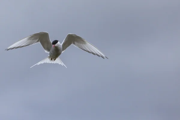 Terwijl hun stuurlieden hun eieren, het hoofd van deze Arctische sterns broeden — Stockfoto