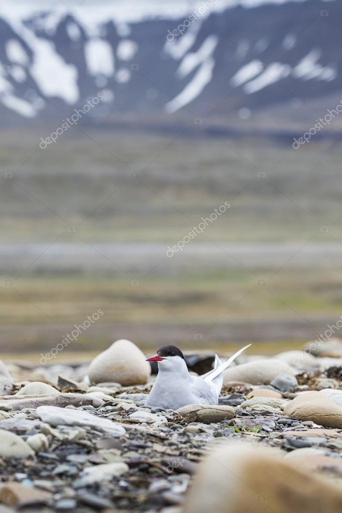 nahé tern