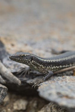 Lagartixa-da-Madeira, Lacerta dugesii.