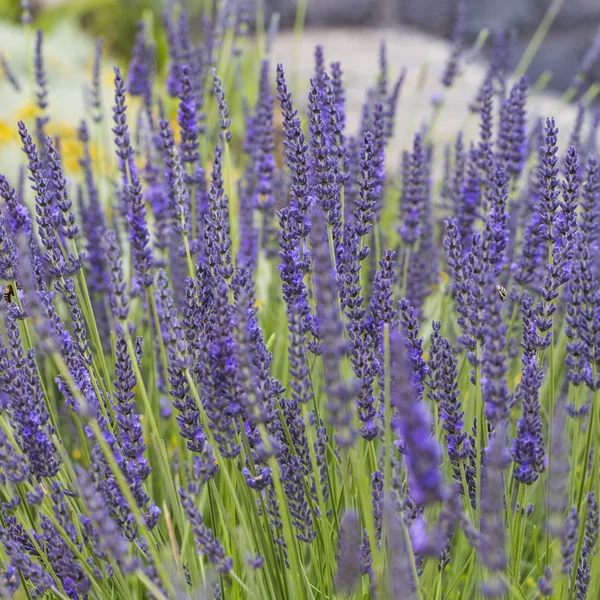 Lavendelblüte aus nächster Nähe — Stockfoto