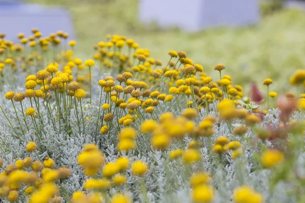 Pole květiny/Papulka. žlutý květ na jaře pozadí — Stock fotografie
