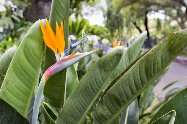 Strelitzia Reginae, un ave del paraíso —  Fotos de Stock