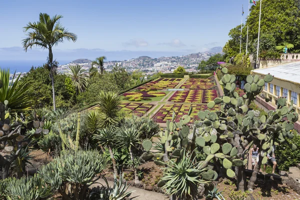 マデイラ島フンシャル市内有名な熱帯植物園 — ストック写真
