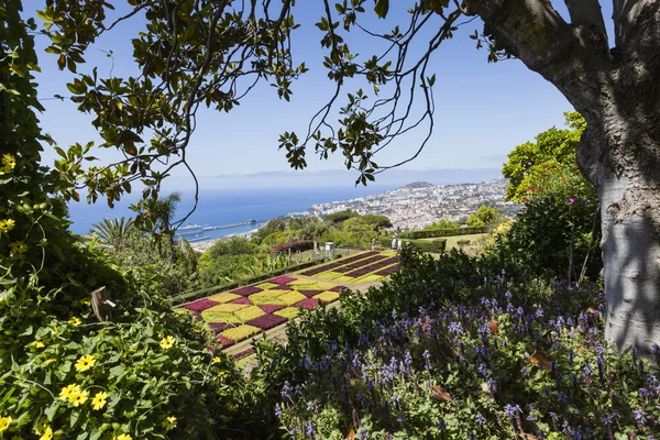 Famosi giardini botanici tropicali nella città di Funchal, isola di Madeira — Foto Stock