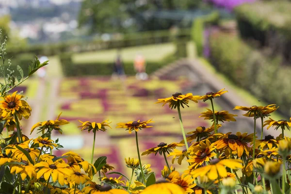 Famosos jardines botánicos tropicales en la ciudad de Funchal, Madeira islan —  Fotos de Stock