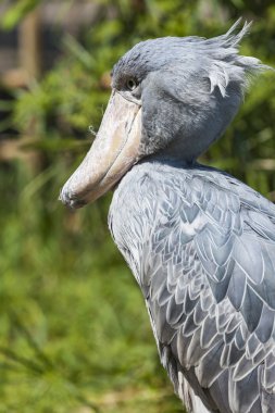Shoebill, Ebu Markub (Balaeniceps rex)