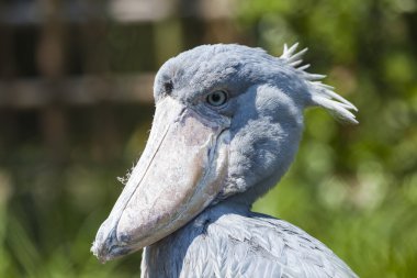 Shoebill, Ebu Markub (Balaeniceps rex)