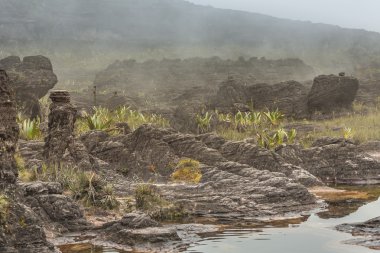 Plato Roraima tepui - Venezuela tuhaf antik kayalar, 