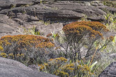 Plato Roraima tepui - Venezuela tuhaf antik kayalar, 