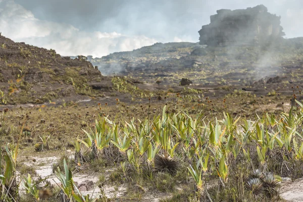 Bizarre ancient rocks of the plateau Roraima tepui - Venezuela, — Stock Photo, Image