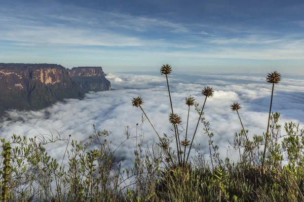 Vista desde el Roraima tepui sobre el Kukenan tepui en la niebla - Venez — Foto de Stock