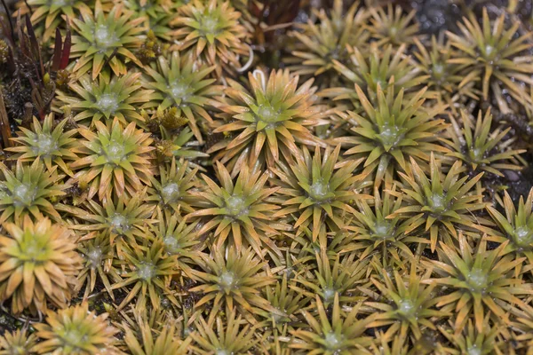 アロエベラの植物、熱帯の緑の植物に耐える暑い天気. — ストック写真