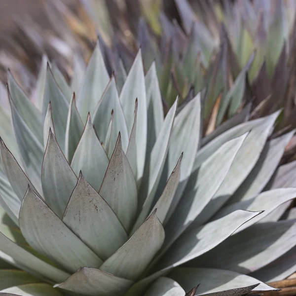 Aloe vera planter, tropiske grønne planter tåler varmt vær . – stockfoto