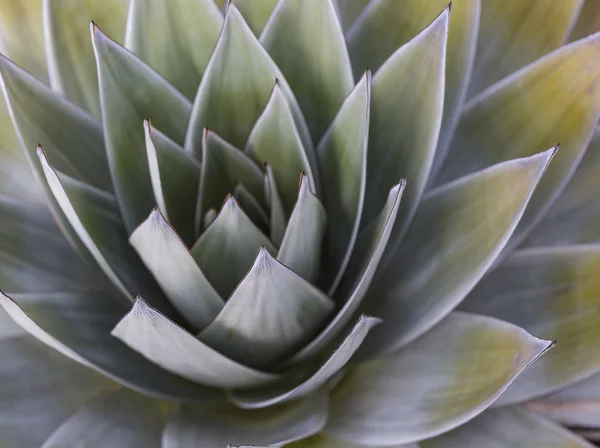 Aloe vera növény, trópusi zöld növények tűri meleg időjárás. — Stock Fotó