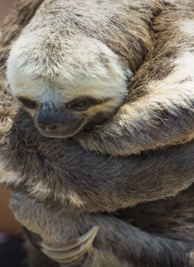 Egzotik evde beslenen hayvan, bir soluk gerdanlı tembel (Bradypus tridactylus)
