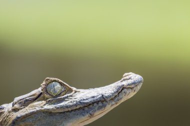 Amazon yağmur ormanları Brezilya siyah caiman (Melanosuchus niger)