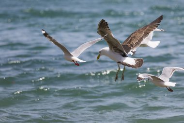 Yeni Zelanda sahilinde martı..