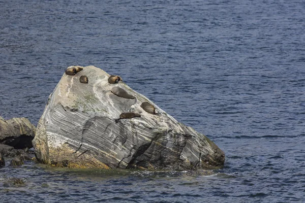 Fur seals (Arctocephalus forsteri) colony in Milford Sound, Fior — Stock Photo, Image