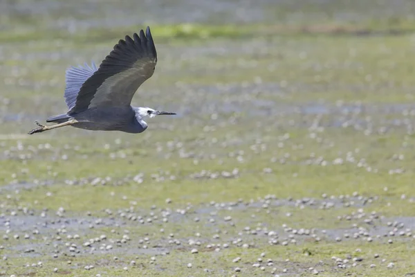 Great blue heron flying — Stock Photo, Image