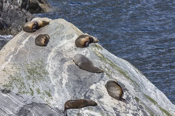 Pälssäl (Arctocephalus forsteri) kolonin i Milford Sound, Fior — Stockfoto