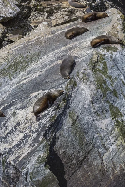 Pälssäl (Arctocephalus forsteri) kolonin i Milford Sound, Fior — Stockfoto