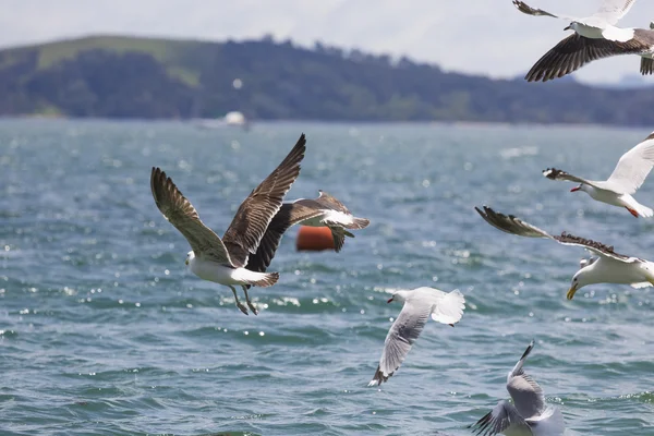 Sea Gull in New Zealand coast. — Stock Photo, Image