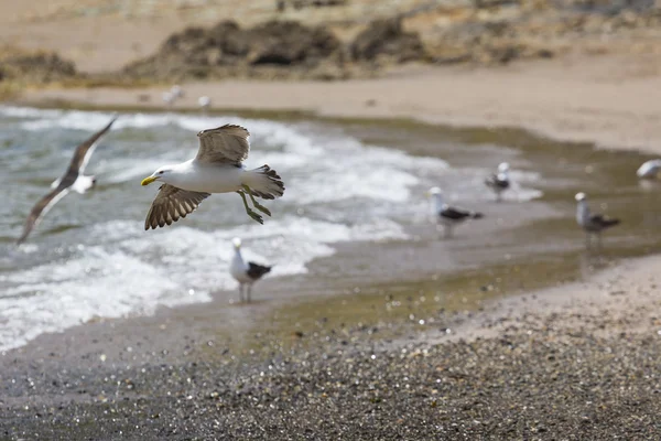 Sea Gull in New Zealand coast. — Stock Photo, Image