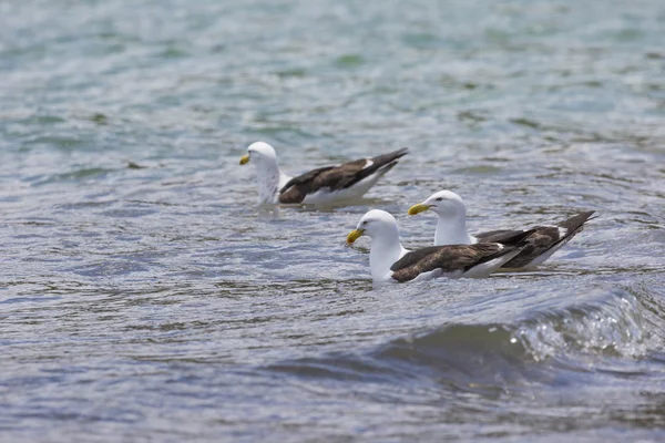 Sea Gull in New Zealand coast. — Stock Photo, Image