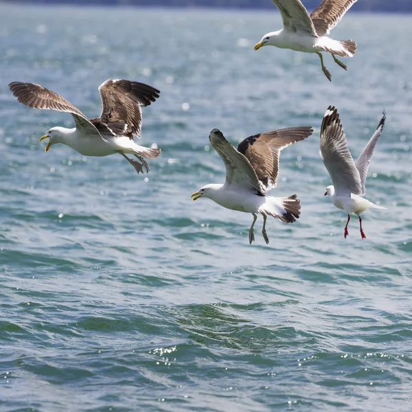 Sea Gull in New Zealand coast. — Stock Photo, Image