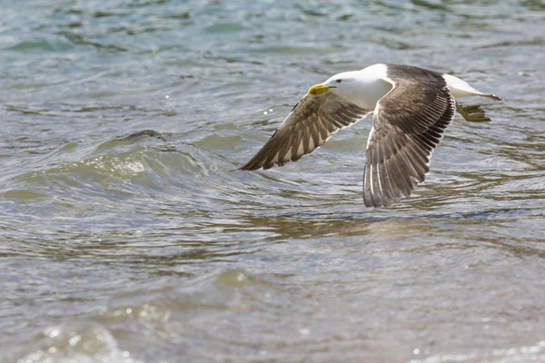 Gaivota do mar na costa da Nova Zelândia . — Fotografia de Stock