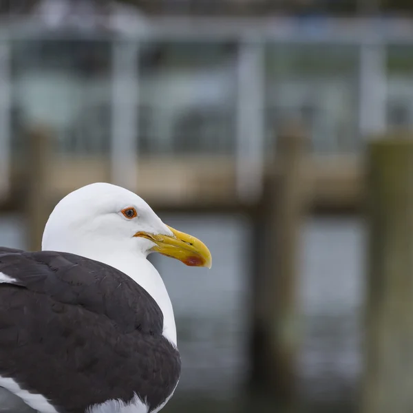 Seabird en Russell City. Nueva Zelanda . —  Fotos de Stock