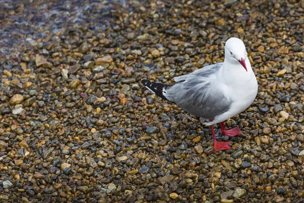 Seabird at Russell city. New Zealand. — Stock Photo, Image