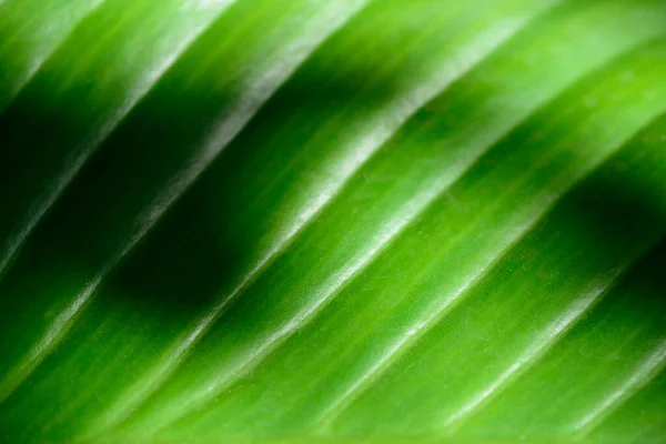 Fechar Tropical Verde Folha Textura Fundo — Fotografia de Stock