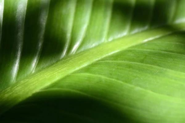 Fechar Tropical Verde Folha Textura Fundo — Fotografia de Stock