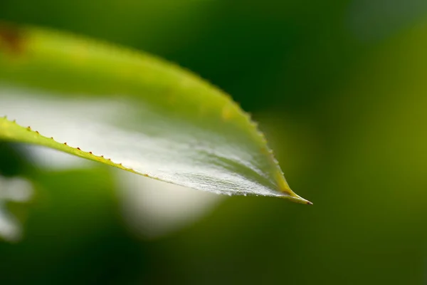 Primeros Planos Vista Naturaleza Hoja Sobre Fondo Borroso — Foto de Stock