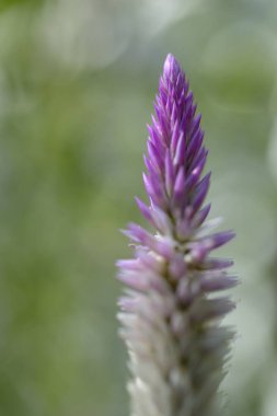 Yakın plan pembe horoz tarağı çiçeği, doğal arka plan..