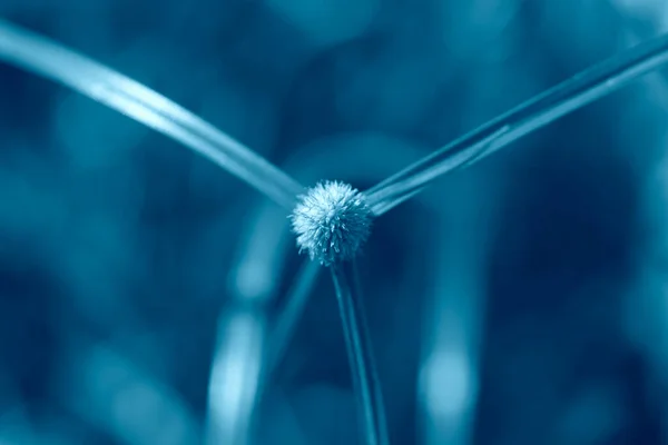 Vit Liten Järnogräs Blomma Suddig Bakgrund — Stockfoto