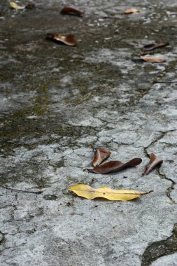 Metin için boş alanı olan soyut beton duvar dokusu.