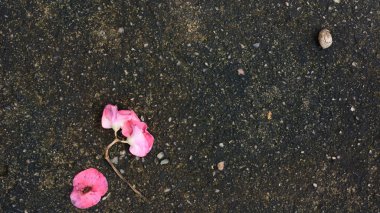 Beton grunge arka planında pembe çiçek.