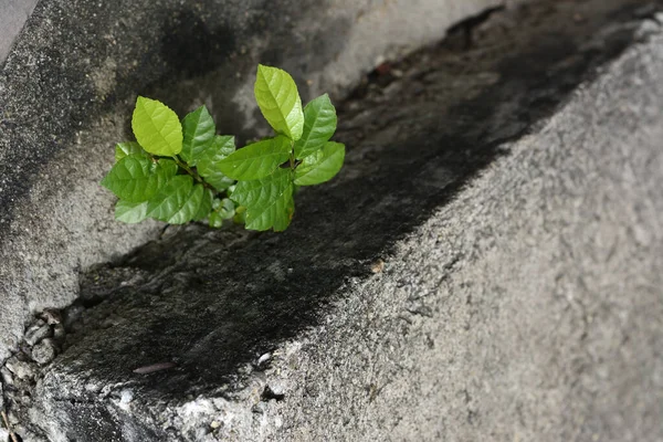 Abstract green leaves on concrete texture background.