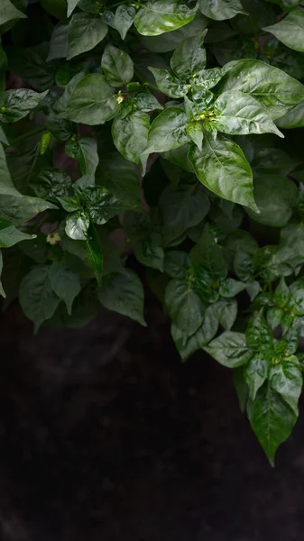 Természetes Zöld Levelek Minta Háttér Paprika — Stock Fotó