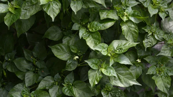 Natural Green Leaves Pattern Background Paprika Tree — Stock Photo, Image