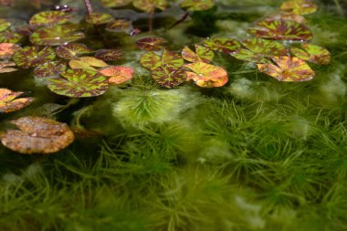 Lotus leaves and green hydrilla verticillata plant underwater with natural background. clipart