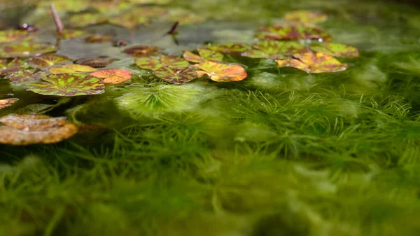 Lotusblätter Und Grüne Hydrilla Verticillata Pflanze Unter Wasser Mit Natürlichem — Stockfoto