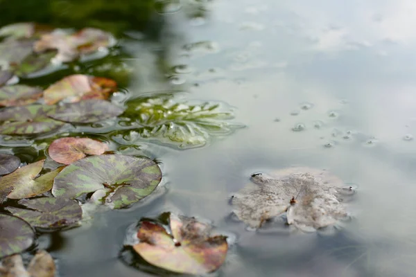 Lotusblad Och Grön Hydrilla Verticillata Växt Vatten Med Naturlig Bakgrund — Stockfoto