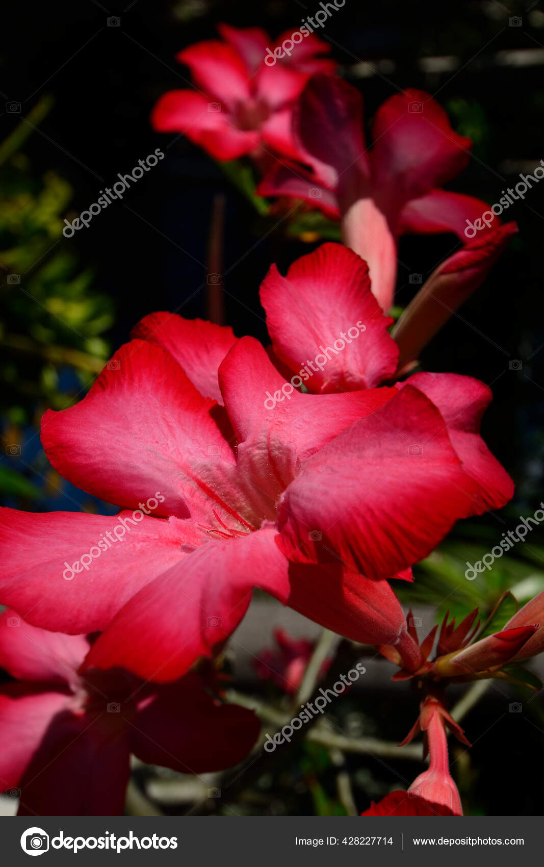 Bignonia ungu Stok Foto Bignonia ungu Gambar Bebas Royalti