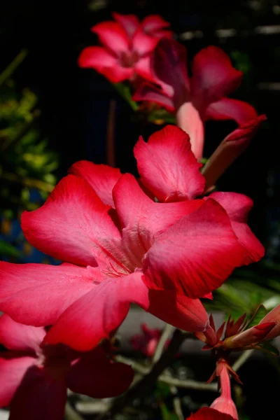 Adenium Obesum Desert Rose Mock Azalea Pink Bignonia Impala Lily — Fotografia de Stock