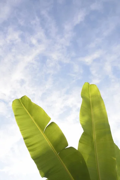 Banánový List Textura Modrém Pozadí Oblohy — Stock fotografie